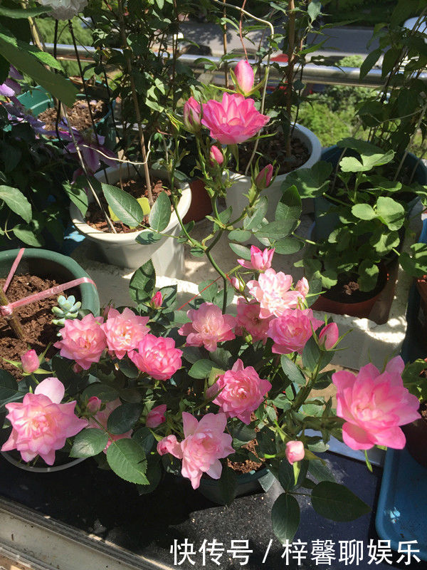 阳台|以下几款花草，四季有花开，花量多，阳台变花园，南方北方都能养