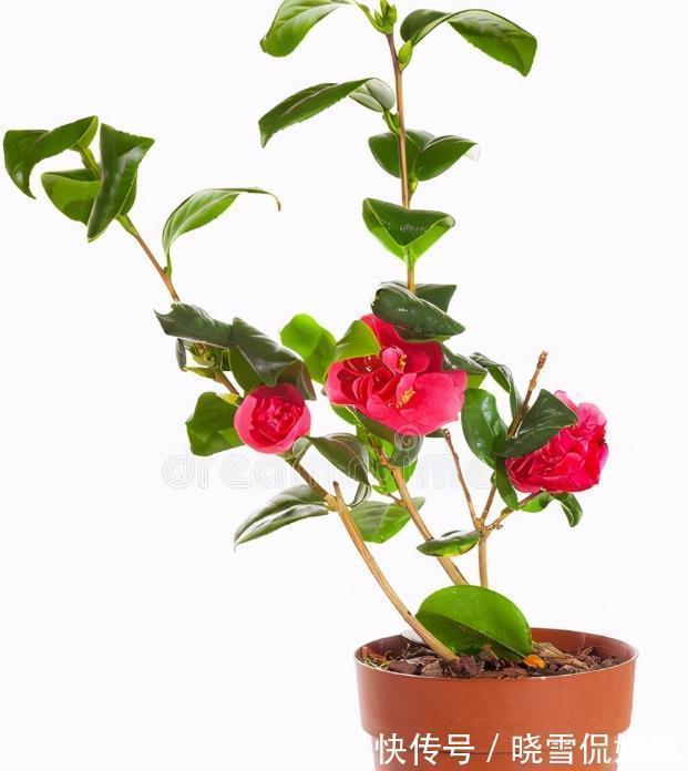 茶花|秋天养茶花,牢记四个“不”,花苞变大快,看着就开心