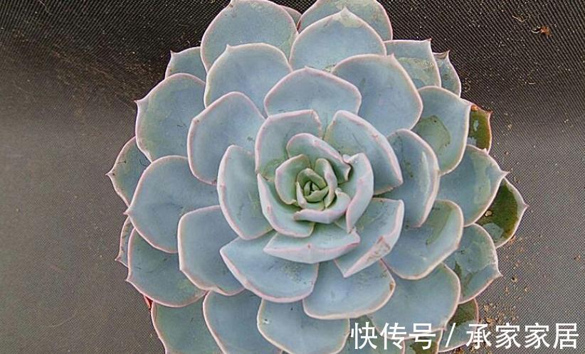 火红色|养多肉别随意,选这3款,养2年成老桩,身价倍增,赚大了