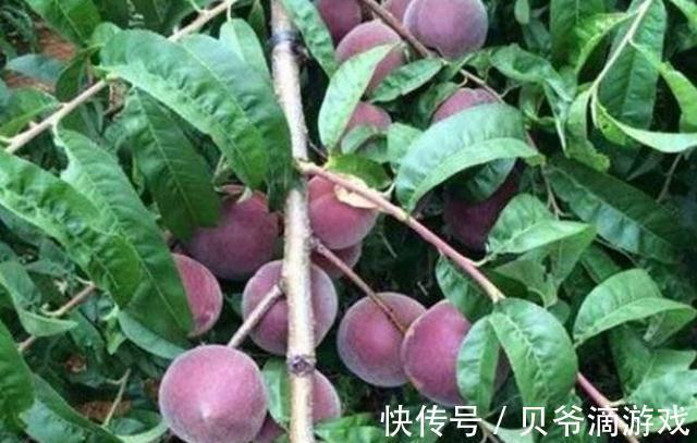 四川发现一个大叔种的果树!果肉鲜甜多汁,富含花青素