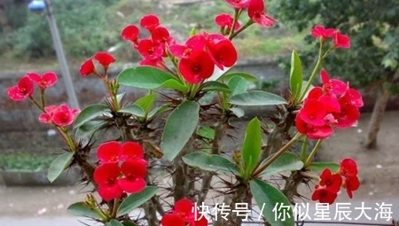 浇水|3种懒人花,虽其貌不扬,但养起来真省心,少浇水挤一挤长得旺!