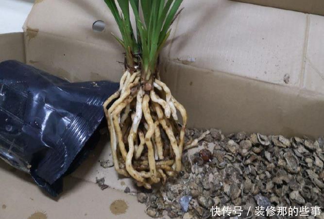 买到兰花难服盆?先学会上盆,再学会缓苗,服盆快发芽多!