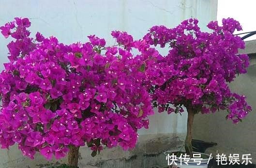 三角梅|扦插三角梅,移栽“手法”很重要,提高成活率,移一棵活一棵