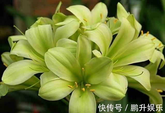 君子兰“只有叶”浇点“开花水”,花苞嗖嗖蹿,花朵一开就上百