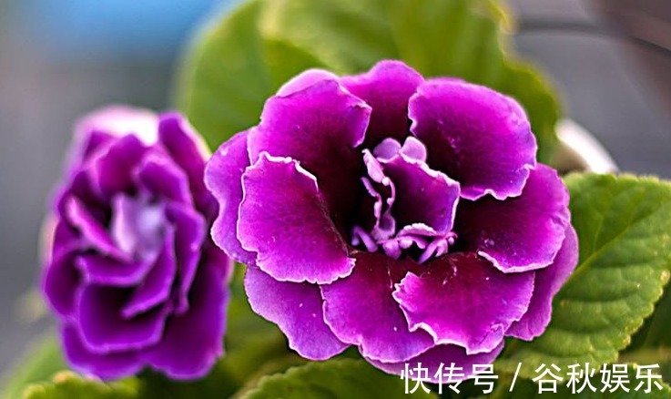 牡丹花开花再美!不如它花期长,花开150天,掐根枝,插土即活