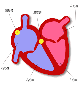 心房|【健哥说心脏】人体发动机电路出问题——认识房室传导阻滞