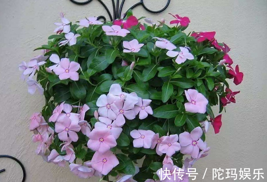 豆渣肥|此花，“懒”得越狠，爆盆越快，养上10年没问题，只需4点稍加注