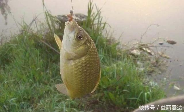 小鱼|钓鱼高手不会告诉你的诱饵与技巧,小鱼不闹窝,大鱼全上钩!