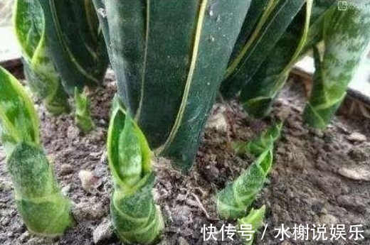 养花|家里的“垃圾”不要扔,教你自制3种肥料,不花钱也能养爆盆