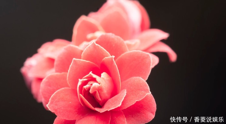 花农|长寿花叶子边缘枯萎的原因是什么,花农说出4点,需要引起注意