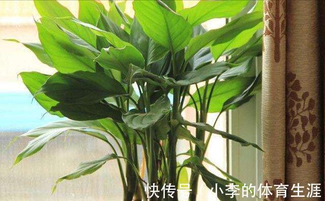 8种“小毒花”,叶子毒性大,家里若养着,光看别动它