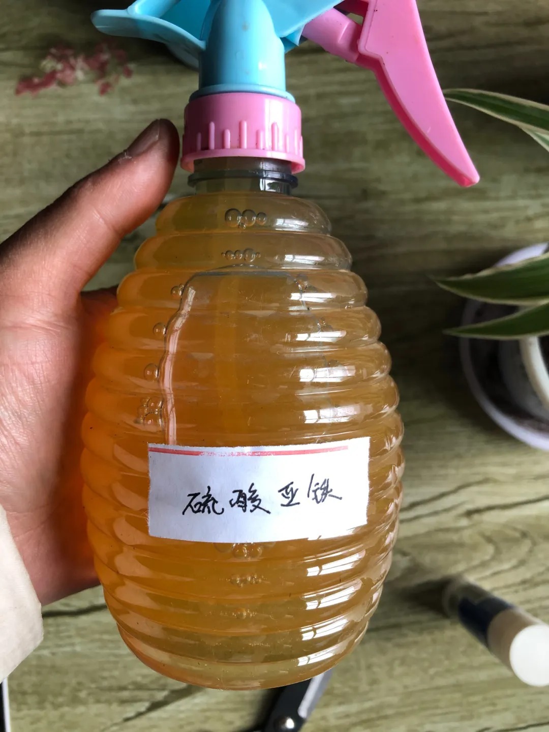 杜鹃花在春天,灌一次硫酸亚铁,不黄叶子,长的欢,花满枝