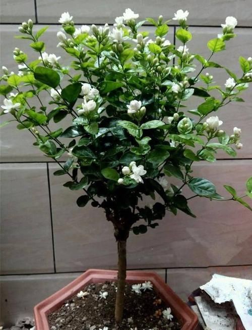 茉莉花|4种漂亮花，自带“体香”，阳台养一盆，满屋香水味