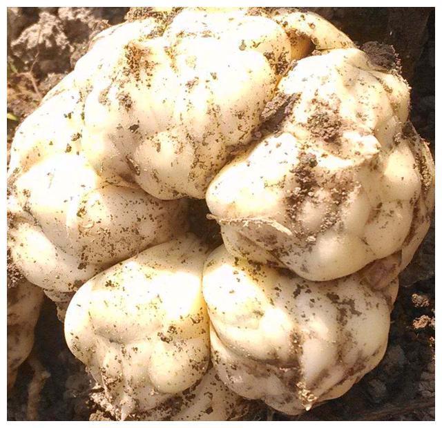 美容养颜|女人再节俭6种碱性食物也要吃,补充天然雌激素,防早更显年轻