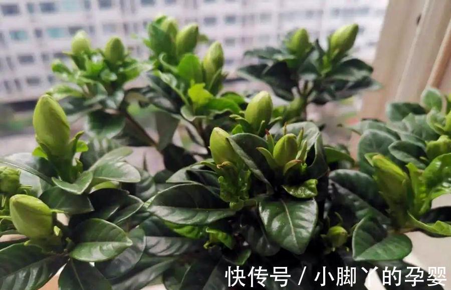植物养得不好,多半根没长好,加上这些长得快