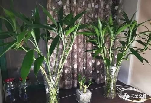 这三种花,好看好养,又旺财旺运,家里放多少盆都不嫌多