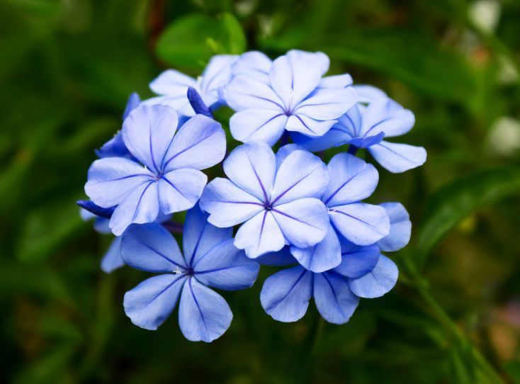 养花，不妨养这款花，人人都喜欢，一养就上瘾