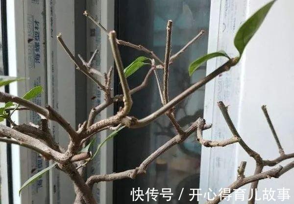 10种花，一降温就黄叶，赶紧换个地方养