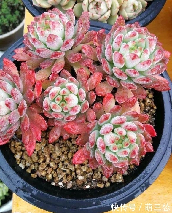多肉蒂亚|这“三多肉”是爆崽小普货,遇水疯长,一晒就上色,易养成小老桩