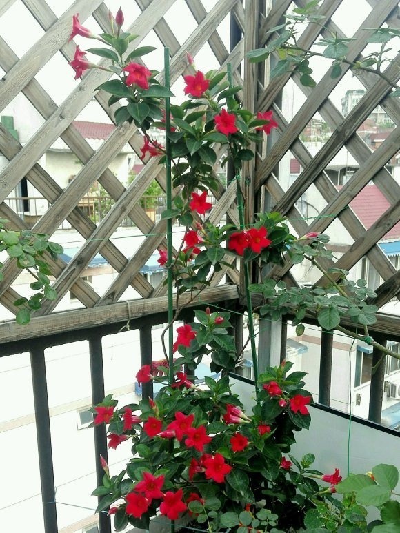 叶片|这花一开就是大半年,枝条沾土就活,种阳台长成花帘子!