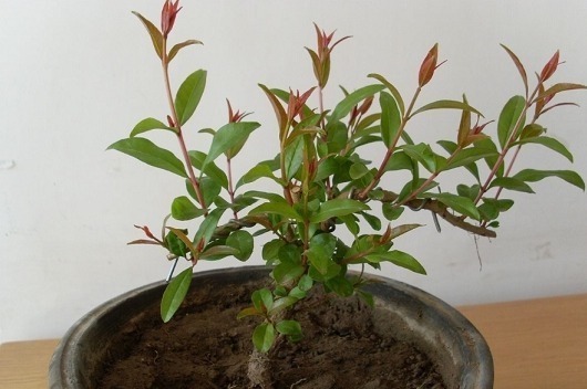 盆土|花盆里放一个小玩意,盆土常年透气不板结,盆栽长得壮开花多