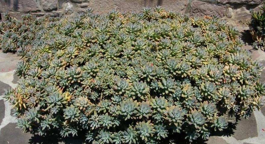 事项|养多肉秋丽，该怎么规避徒长？搞清楚注意事项，株型不出问题