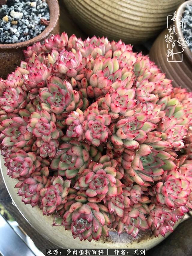 爱多肉,爱生活,我们是一群快乐的养肉人!