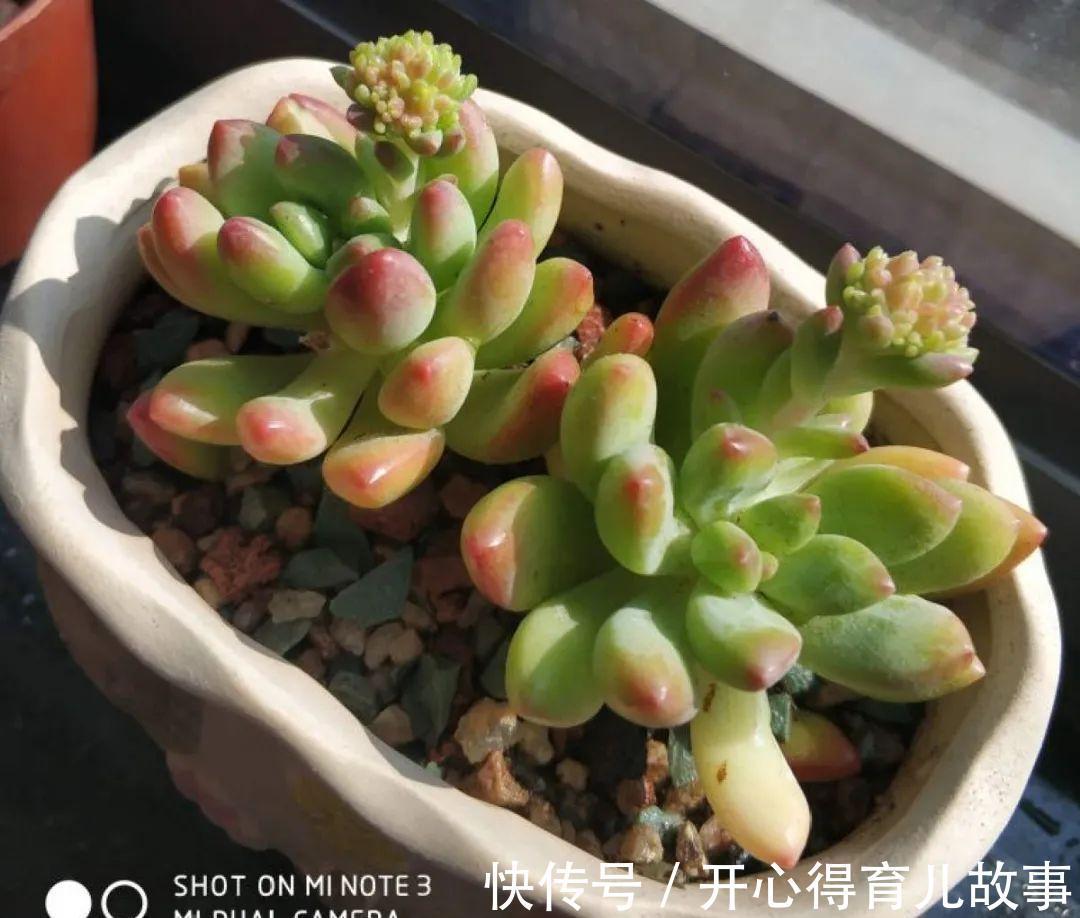 养花:这种多肉,是杂交的混血宝宝,你家有吗?