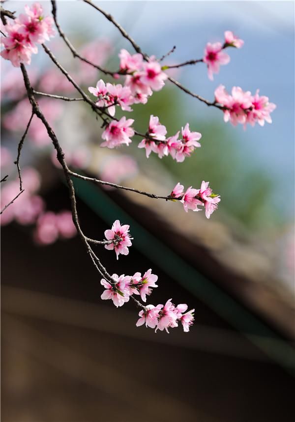 春日好去处！营盘桃花开了，你不来看看吗？