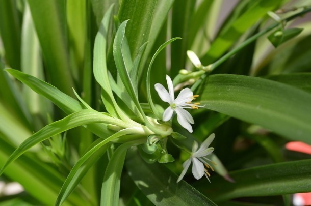 想要有一个花园,不如在阳台养这些花朵,年年开花爆盆,绚丽多彩