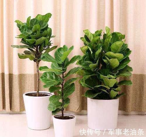 琴叶榕|6种能养人的花，越养越有“好运气”，建议养一盆