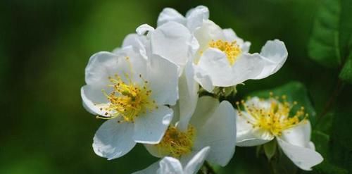  季疏蕾|想要月季花开的漂亮，就用此一招