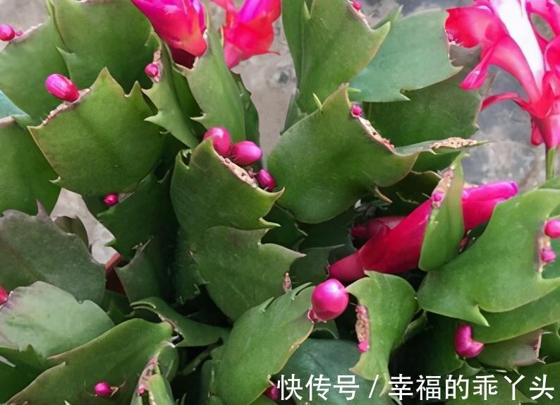 冬天养4盆花，浇水很关键，管住手才能多开花，你了解嘛