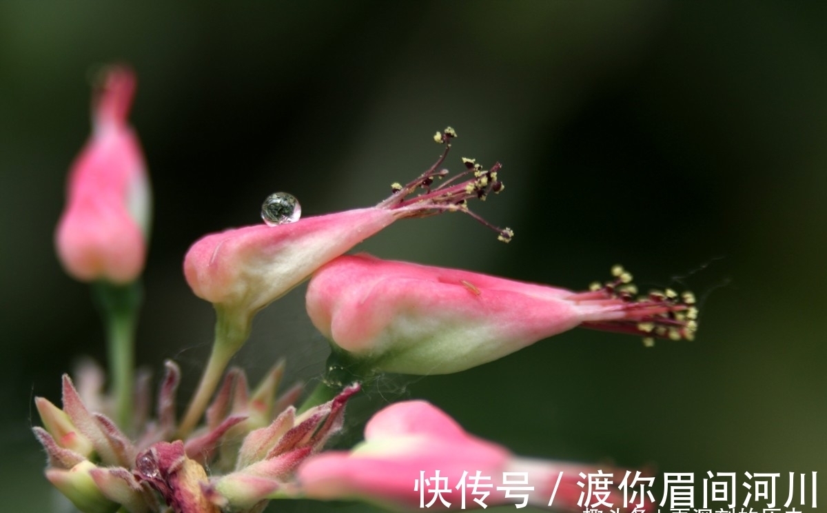 红雀|此花绚丽多彩五彩斑斓，奇特的姿态令人目不转睛，代表着和睦友爱