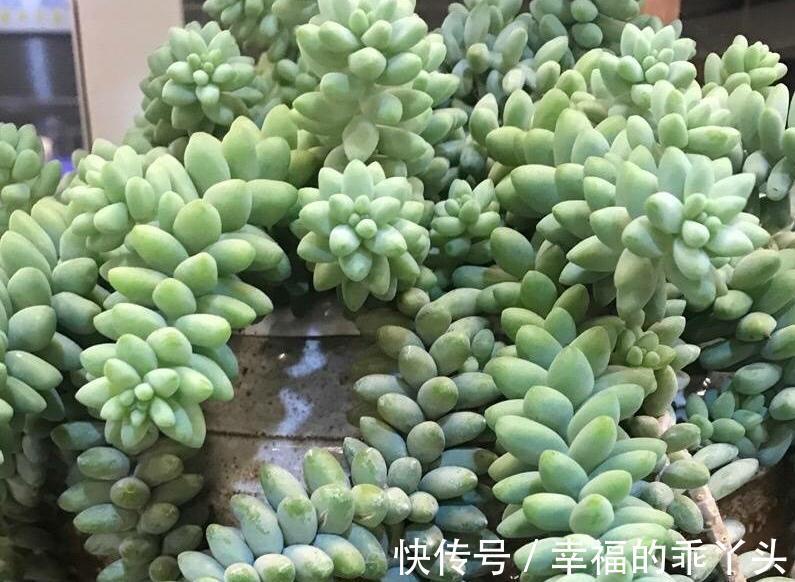 多肉这辈子一定要养的品种,你值得为它倾心