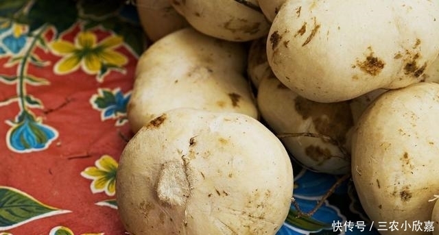 这植物果实有毒, 却也成了农民的“致富草”, 亩产可达10000斤