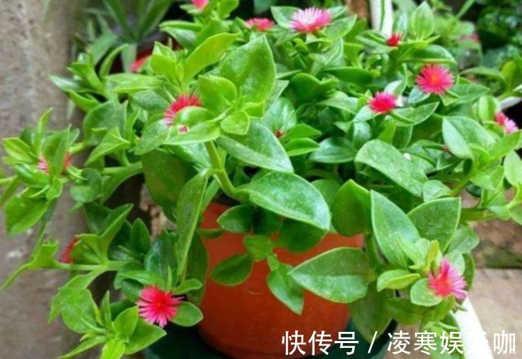 阳台上|开花最香的4种花，家里养一盆，满屋飘香，越过越富裕有钱