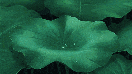 | 李白笔下的夏日究竟是什么样子的？|风雅绵州 | 荷花