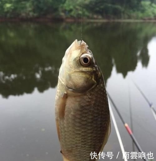 水区|春季刮什么风好钓鱼每当风从这个方向吹过来,我就知道要爆护了