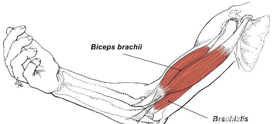 娇妻|中国版“龟仙人”64岁肌肉饱满,撩走小13岁娇妻,力量训练真香