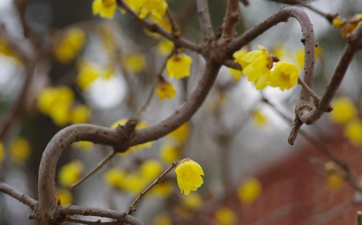 养护|植物也可成为传家宝,这6种高价值植物,你值得拥有