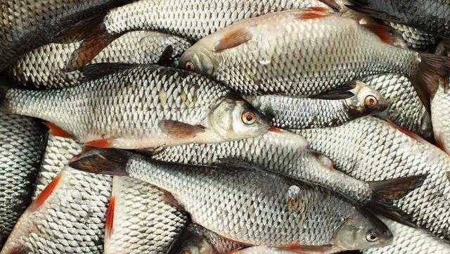 吃鱼就认准这4种,营养高味道好,不懂吃太可惜