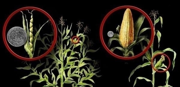 玉米能不能代替主食经常有人吃玉米减肥,每天吃对身体是好是坏