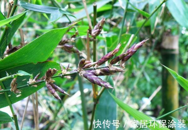 老话|“竹子开花,马上搬家”有啥寓意?不搬家会怎样?3方面带你了解