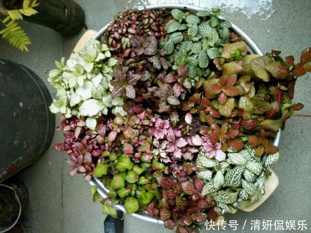 观音莲|天生“体阴”的6种花，晒太阳易黄叶，阴一点反而长得绿油油