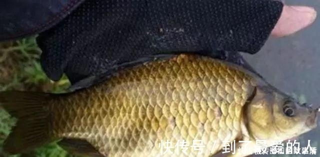 专攻大鲫鱼的2款特制饵料,上鱼速度真快其他统统靠边站