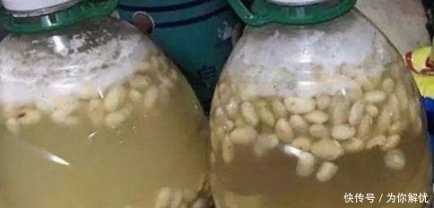 花箭|君子兰“离不开”2种水,1年换着“浇”,冒“白根”、开花多!