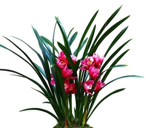 兰花浇水有学问,做不到这“六看”,别想养出生气勃勃的兰花