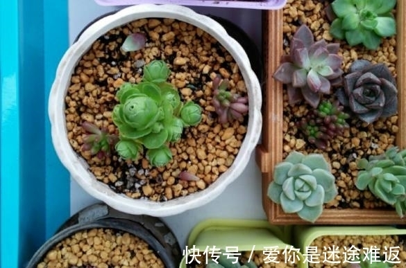 二九寒天,养多肉,想保命就得做到这“3多1少”