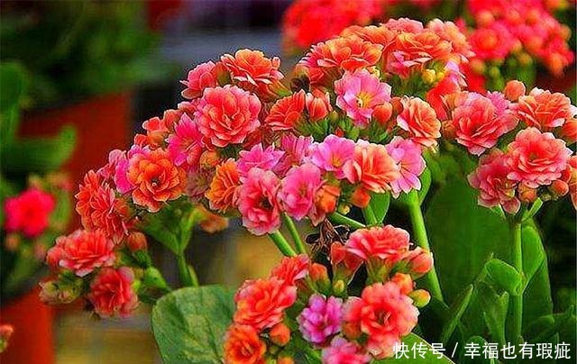 长寿花如何度过“夏难”早做1件事，避开3个坑，轻松开爆盆